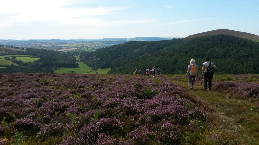 Linley Hill 
